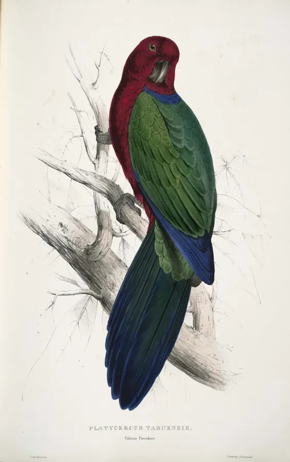File:Prosopeia tabuensis -Platycercus tabuensis Tabuan Parrakeet -by Edward Lear 1812-1888.jpg