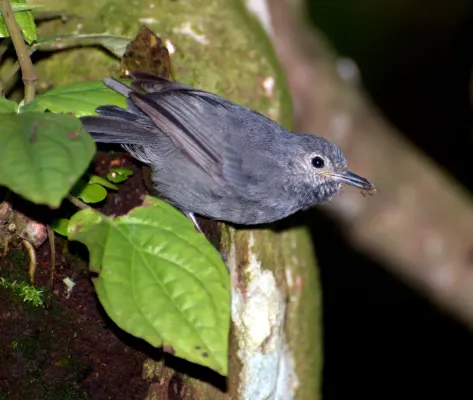 File:Myrmotherula unicolor.jpg