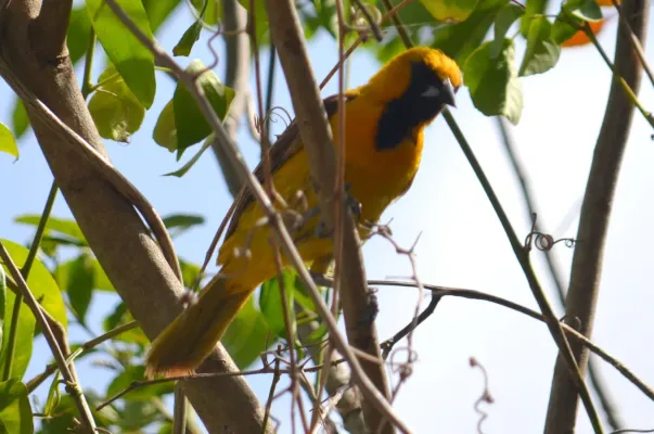 File:Icterus auratus 11127251.jpg