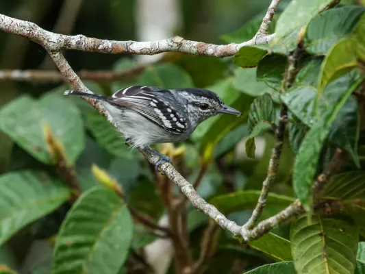 File:Herpsilochmus dugandi - Dugand's Antwren.jpg
