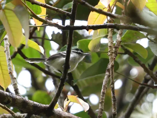 File:Herpsilochmus motacilloides - Creamy-bellied Antwren.jpg