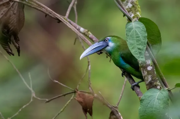 File:Aulacorhynchus coeruleicinctis 107076737.jpg