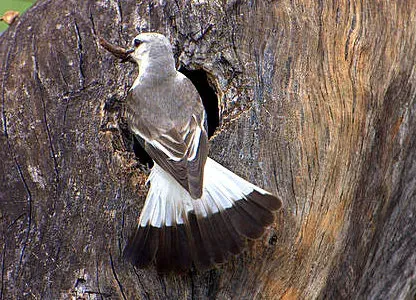 File:NOIVINHA-BRANCA (Xolmis velatus) (cropped).jpg