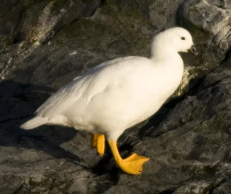 File:Chloephaga hybrida.jpg