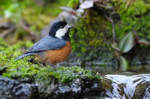 File:Sittiparus castaneoventris, Taiwan 1.jpg
