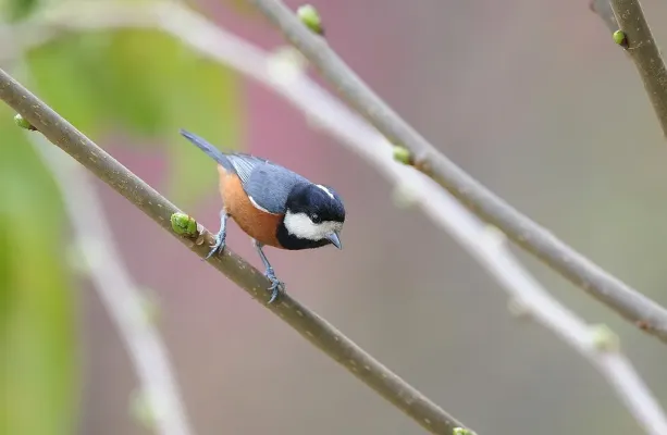 File:Sittiparus castaneoventris, Taiwan 2.jpg