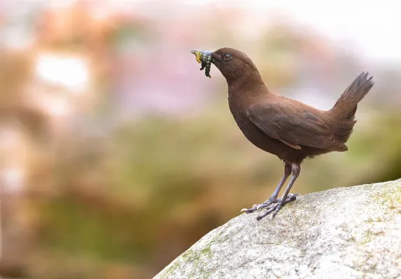 File:Brown Dipper (Cinclus pallasii).jpg