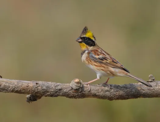 File:Emberiza elegans.jpg
