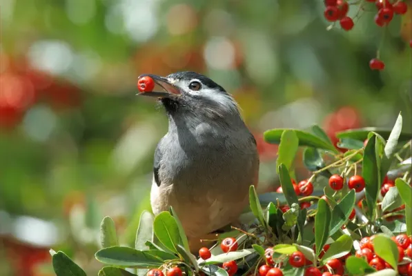 File:White-eared Sibia (Heterophasia auricularis).jpg