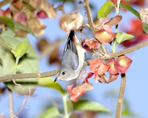 File:Dicaeum sanguinolentum.jpg