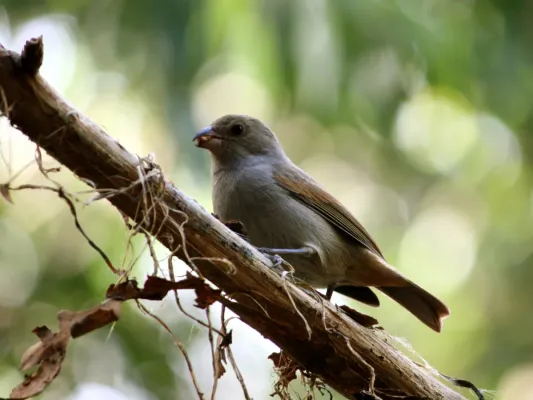 File:Loxigilla barbadensis in Barbados Wildlife Reserve 01.jpg