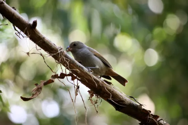 File:Loxigilla barbadensis in Barbados Wildlife Reserve 02.jpg