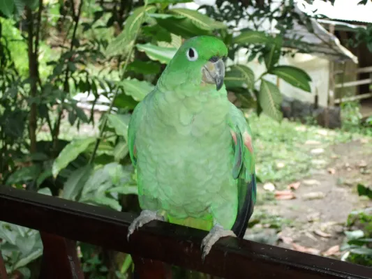 File:Amazona farinosa -Ecuador-8b.jpg