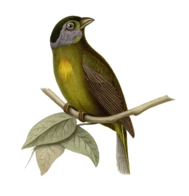File:Bangsia edwardsi.jpg