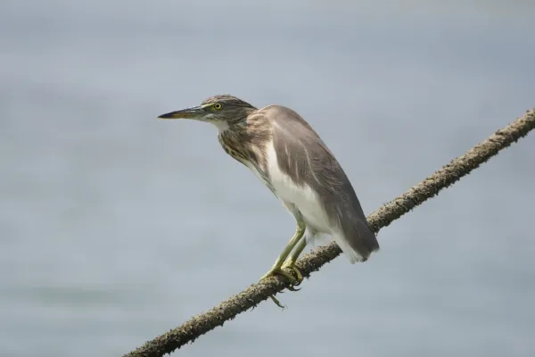 File:Ardeola grayii 08981.jpg