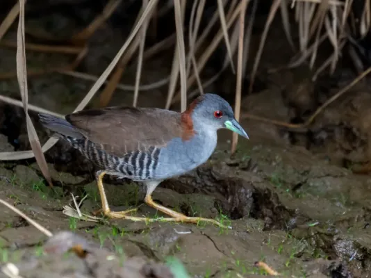 File:Laterallus exilis - Grey-breasted Crake; Arari, Maranhão, Brazil.jpg