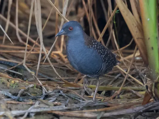 File:Laterallus jamaicensis - Black Rail; Arari, Maranhão, Brazil.jpg