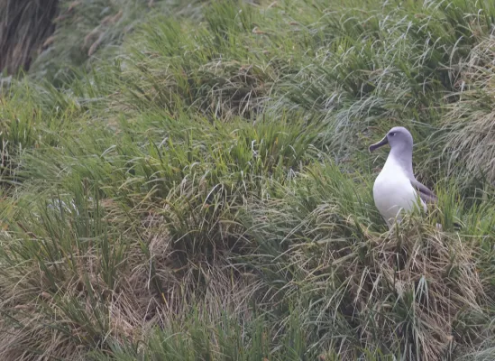 File:Grey-headed Albatross (Thalassarche chrysostoma) (38923588164).jpg