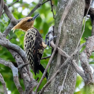 File:Celeus ochraceus - Ochre-backed Woodpecker (female); Arari; Maranhão, Brazil.jpg