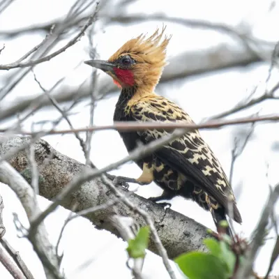 File:Celeus ochraceus - Ochre-backed Woodpecker (male); Arari; Maranhão, Brazil.jpg