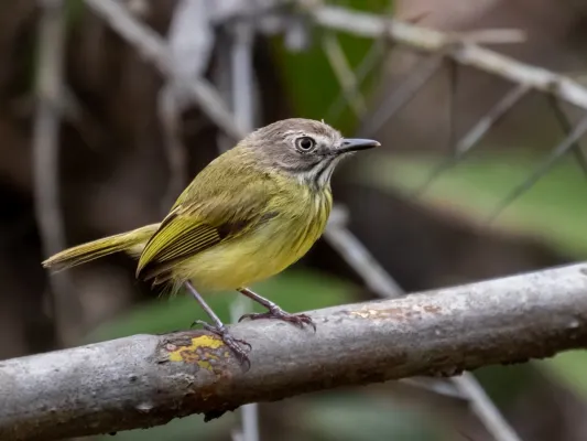 File:Hemitriccus striaticollis - Stripe-necked Tody Tyrant; Arari; Maranhão, Brazil.jpg