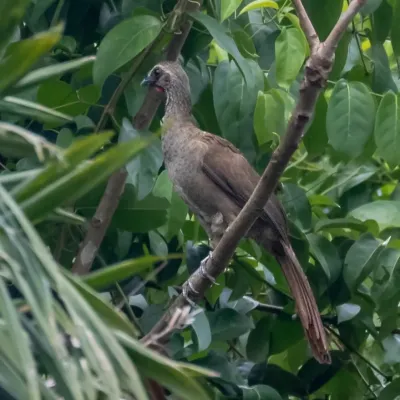 File:Ortalis superciliaris) - Buff-browed Chachalaca; Rio Mearim, Arari, Maranhão, Brazil.jpg