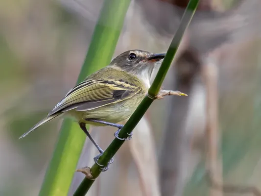 File:Poecilotriccus fumifrons - Smoky-fronted Tody-Flycatcher; Caxias, Maranhão, Brazil.jpg