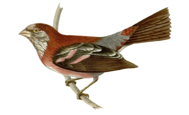 File:Carpodacus trifasciatus.jpg