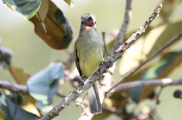 File:Yellow-margined Flycatcher Tolmomyias assimilis Alexander Lees.jpg