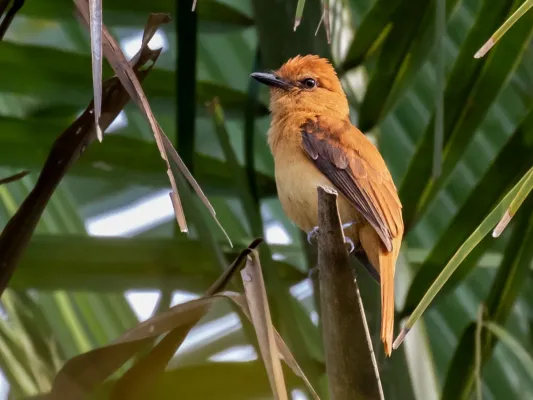 File:Attila cinnamomeus - Cinnamon Attila; Caxias, Maranhão, Brazil.jpg