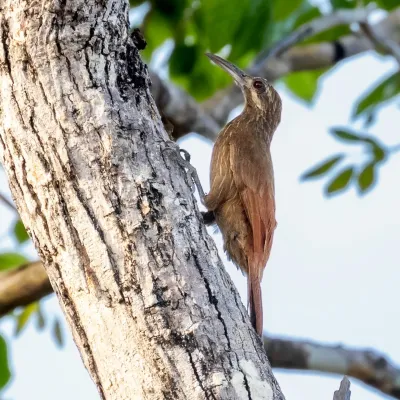File:Xiphocolaptes falcirostris - Moustached Woodcreeper; Codó, Maranhão, Brazil.jpg