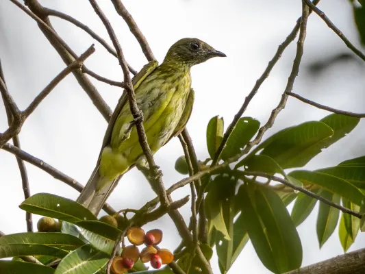 File:Procnias averano - Bearded Bellbird (female); Caxias, Maranhão, Brazil.jpg