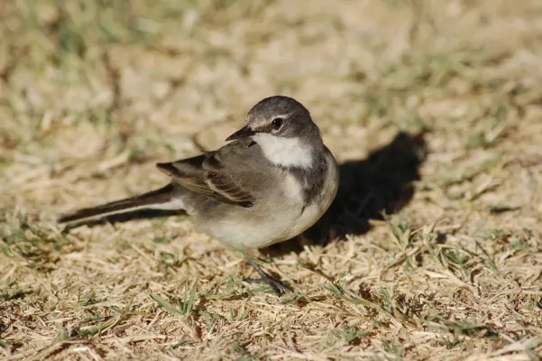 File:Motacilla capensis -Fish River Canyon, Namibia-8.jpg