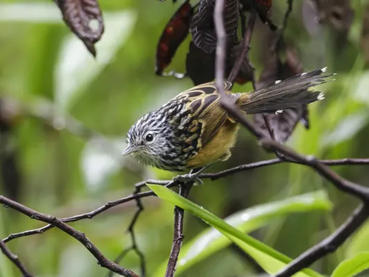 File:Drymophila striaticeps - Streak-headed Antbird - male.jpg