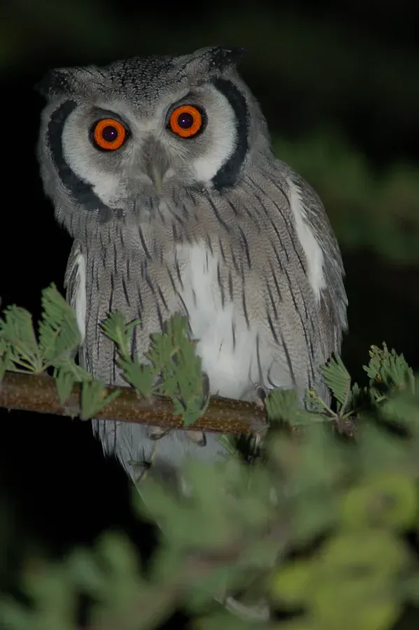 File:Ptilopsis granti-Chobe River front, Botswana-8.jpg