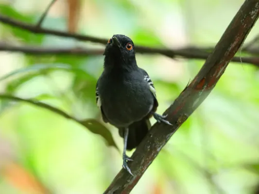 File:Myrmoborus melanurus - Black tailed antbird (male); Iquitos, Peru.jpg