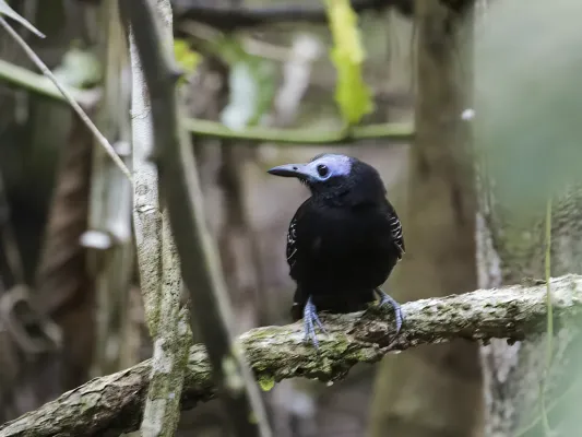 File:Gymnocichla nudiceps - Bare-crowned Antbird.jpg
