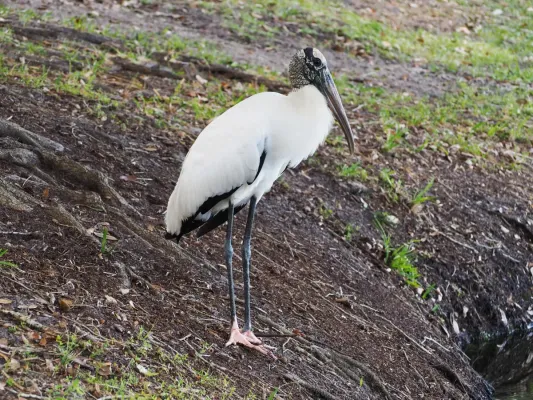 File:Mycteria americana Florida.jpg