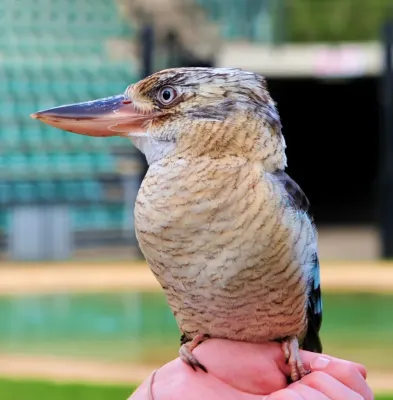 File:Dacelo leachii -Australia Zoo -perching on a hand-8a.jpg