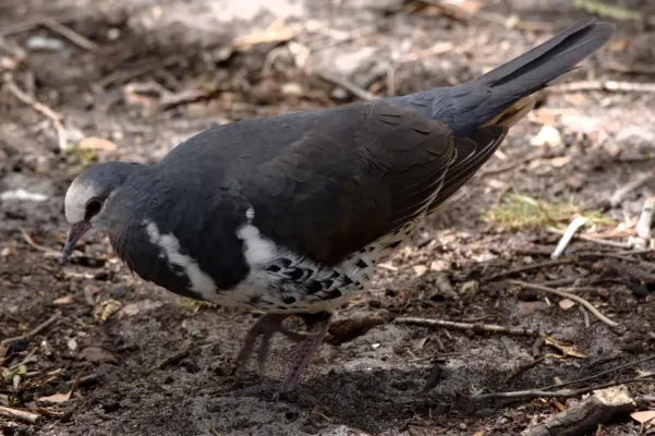 File:Leucosarcia melanoleuca -Australia-8.jpg