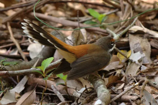 File:Rhipidura rufifrons -Royal National Park, NSW, Australia-8.jpg