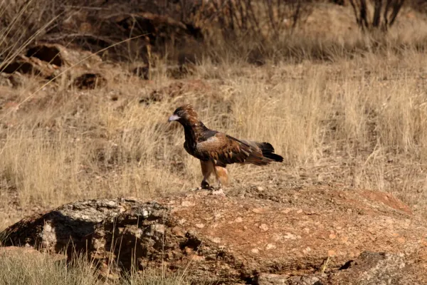 File:Hamirostra melanosternon -Australia-8.jpg