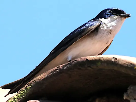 File:Tachycineta leucopyga-perched.jpg