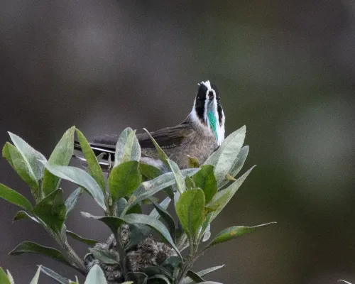 File:Oxypogon guerinii.jpg