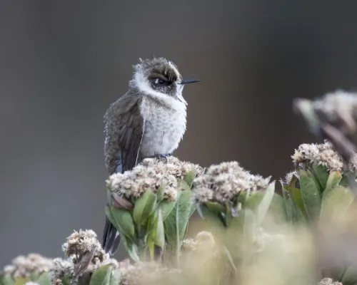 File:Oxypogon guerinii female.jpg