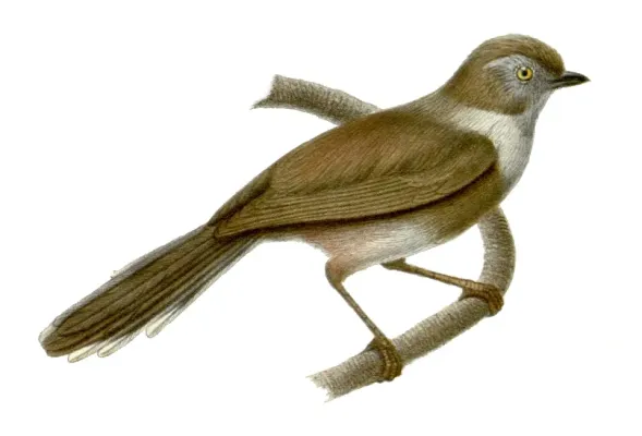 File:Aegithalos fuliginosus.jpg