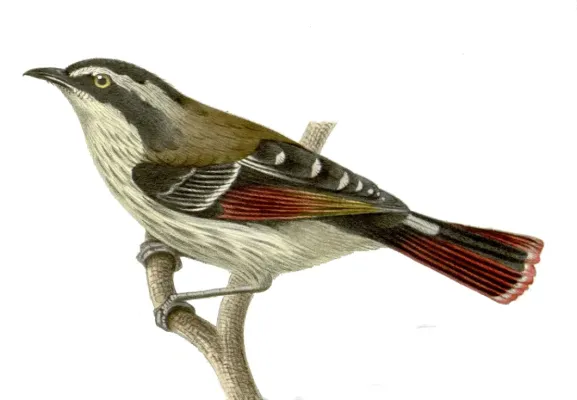File:Minla ignotincta.jpg