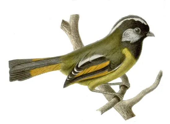 File:Lioparus chrysotis.jpg