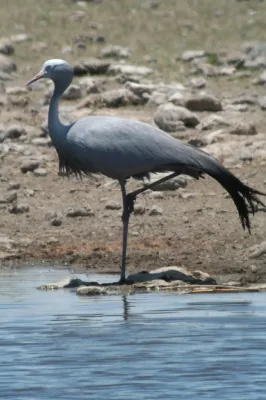 File:Anthropoides paradiseus -Etosha National Park, Namibia-8.jpg