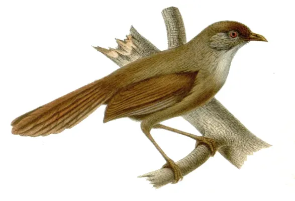 File:Moupinia poecilotis.jpg